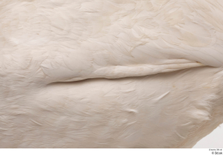 Mute swan back feathers wing 0003.jpg